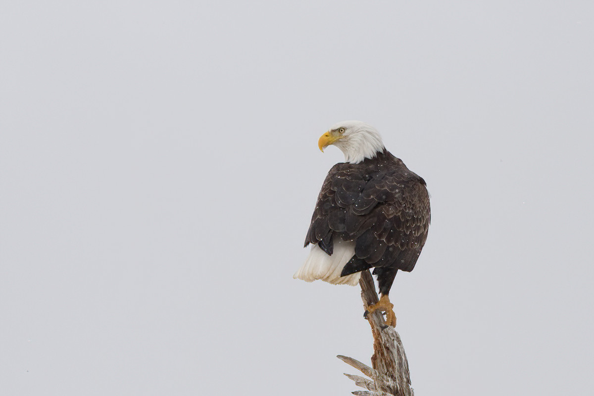 A matriarch surveys the marsh.